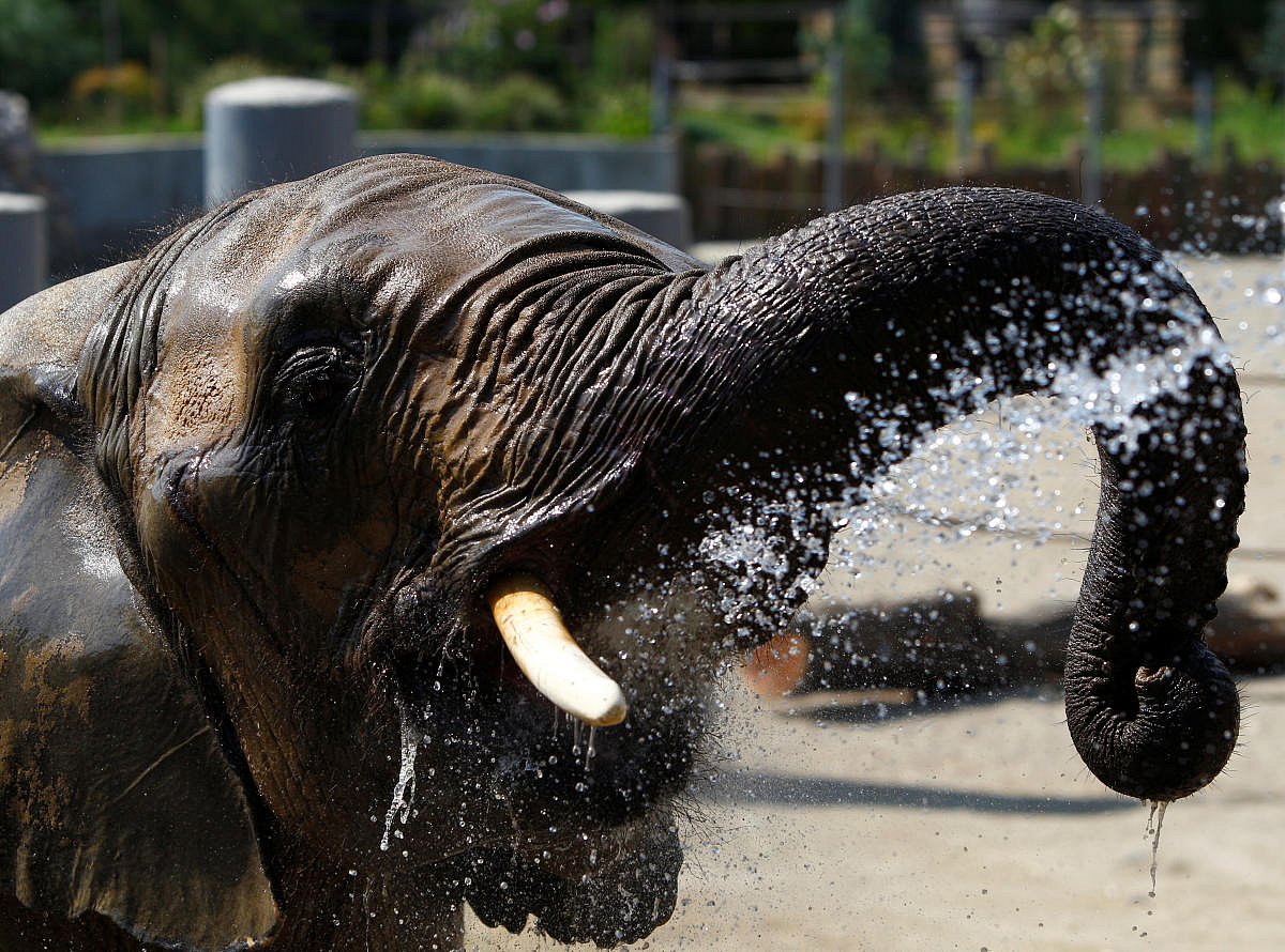 ದೆಹಲಿ ಝೂನಲ್ಲಿದ್ದ ಆಫ್ರಿಕಾ ಆನೆ ಸೋಂಕಿನಿಂದ ಸಾವು: ಮರಣೋತ್ತರ ಪರೀಕ್ಷೆಯಲ್ಲಿ ದೃಢ