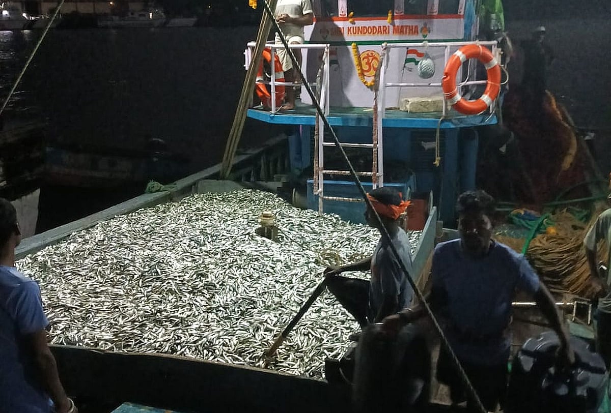 ಟನ್‌ಗಟ್ಟಲೇ ಮೀನುಗಳು ಬಲೆಗೆ: 7 ವರ್ಷದ ಬಳಿಕ ‘ತಾರ್ಲೆ’ ಸಂತತಿಗೆ ಪುನರುಜ್ಜೀವ  