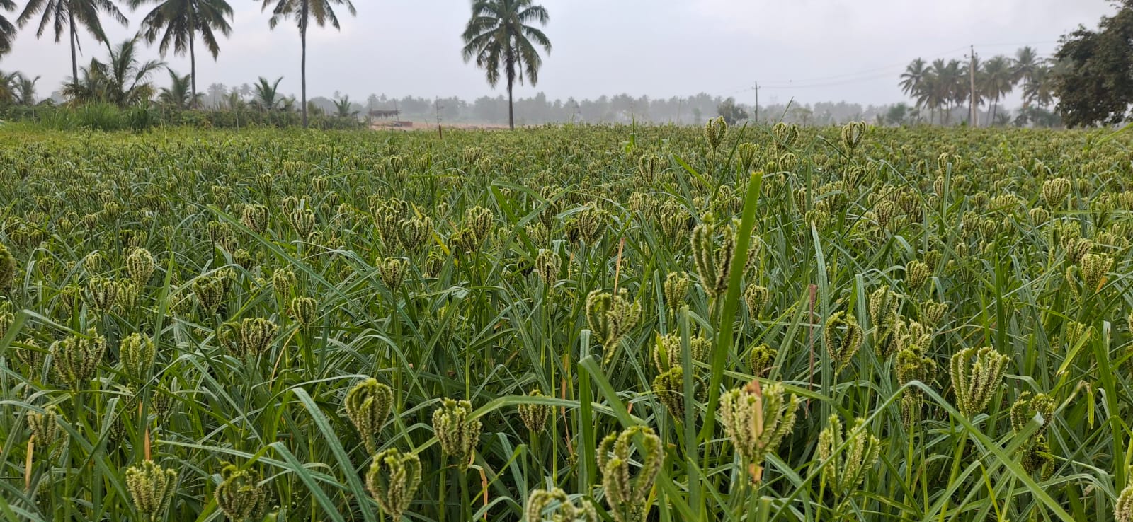 ಸತತ ಮಳೆಗೆ ಕಂಗೊಳಿಸುತ್ತಿರುವ ರಾಗಿ ಬೆಳೆ