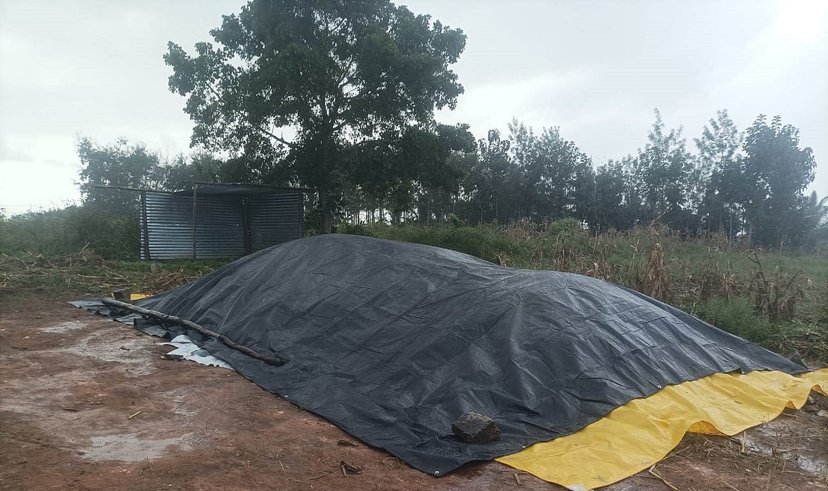 ಹಾಸನ | ಬೆಂಬಿಡದ ಮಳೆ: ರೈತರ ಕೈಗೆ ಸಿಗದ ಬೆಳೆ