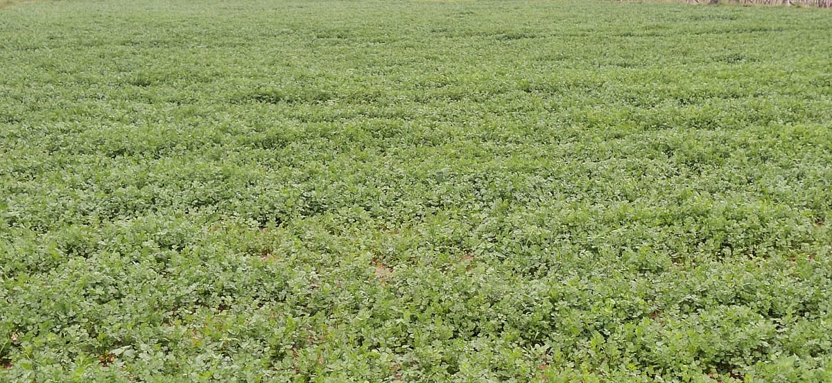 ಮುಳಬಾಗಿಲು | ಕೊತ್ತಂಬರಿ ಸೊಪ್ಪಿಗೆ ಉತ್ತಮ ಬೆಲೆ: ರೈತರ ಮೊಗದಲ್ಲಿ ಮಂದಹಾಸ