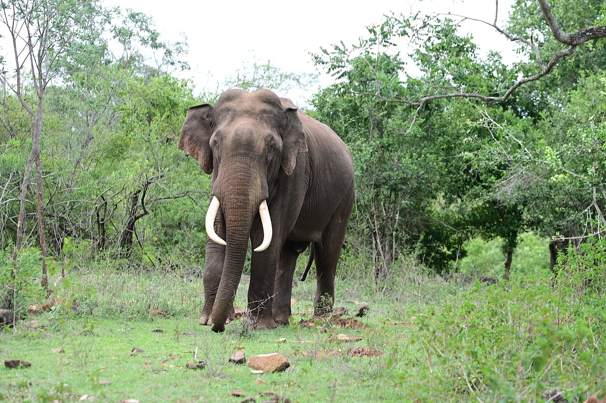 ಮಲೆ ಮಹದೇಶ್ವರ ವನ್ಯಧಾಮ: ರುದ್ರನಿಗೆ ಮನಸೋತ ಸಫಾರಿಗರು