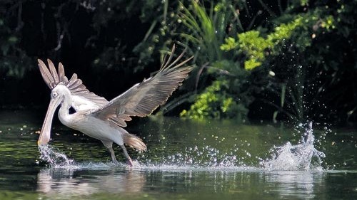ಪ್ರಜಾವಾಣಿ ಚಿತ್ರ