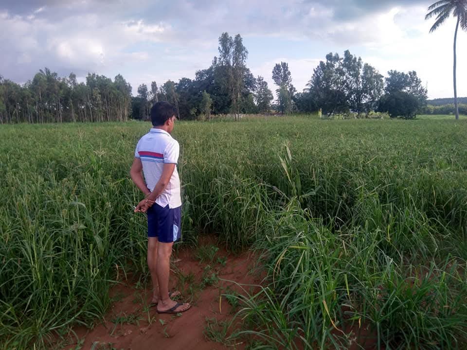 ಮಳೆ ಬಾರದಿದ್ದರೆ ರಾಗಿ ಒಣಗಿ ಹೋಗುತ್ತದೆ ಎಂದು ಆತಂಕದಲ್ಲಿ ಬೆಳೆ ನೋಡುತ್ತಿರುವ ಸೂಲಿಬೆಲೆ ಹೋಬಳಿಯ ಬಾಲೆನಹಳ್ಳಿ ರೈತ