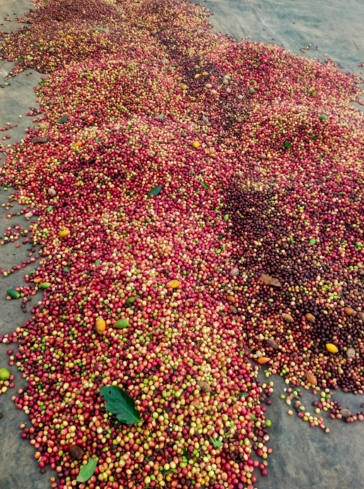 ಯಳಂದೂರು ತಾಲ್ಲೂಕಿನ ಯರಗಂಬಳ್ಳಿ ಗ್ರಾಮದ ಮಲ್ಲೇಶ್ ಅವರ ಕಾಫಿ ತೋಟದಲ್ಲಿ ಬೆಳೆಯಲಾದ ಕಾಫಿ ಬೀಜಗಳು