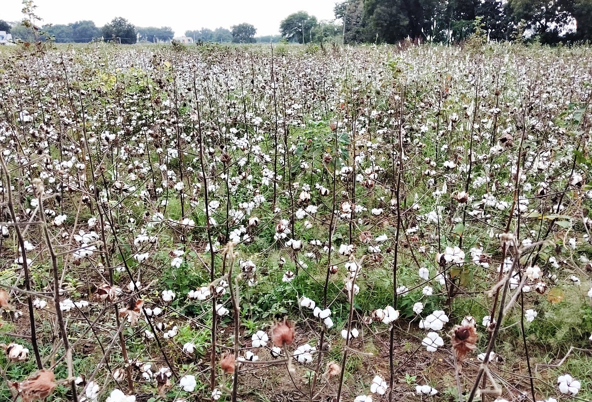 ಯಾದಗಿರಿ: ಸಾವಿರಾರು ಹೆಕ್ಟೇರ್‌ ಹತ್ತಿ ಫಸಲಿಗೆ ಕಂಟಕವಾದ ವರುಣ