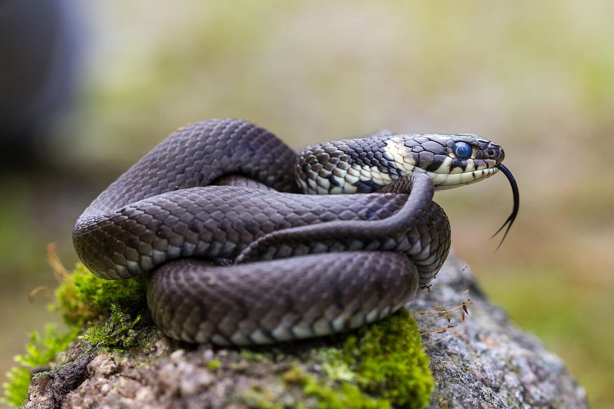 ಕರ್ನಾಟಕದ ಅತ್ಯಂತ ವಿಷಕಾರಿ ಹಾವುಗಳಿವು