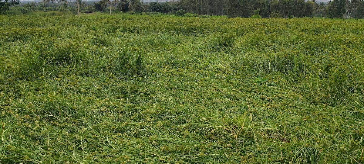 ಕೋಲಾರ: ನಿರಂತರ ಮಳೆಯಿಂದ ಬೆಳೆ ನಾಶ