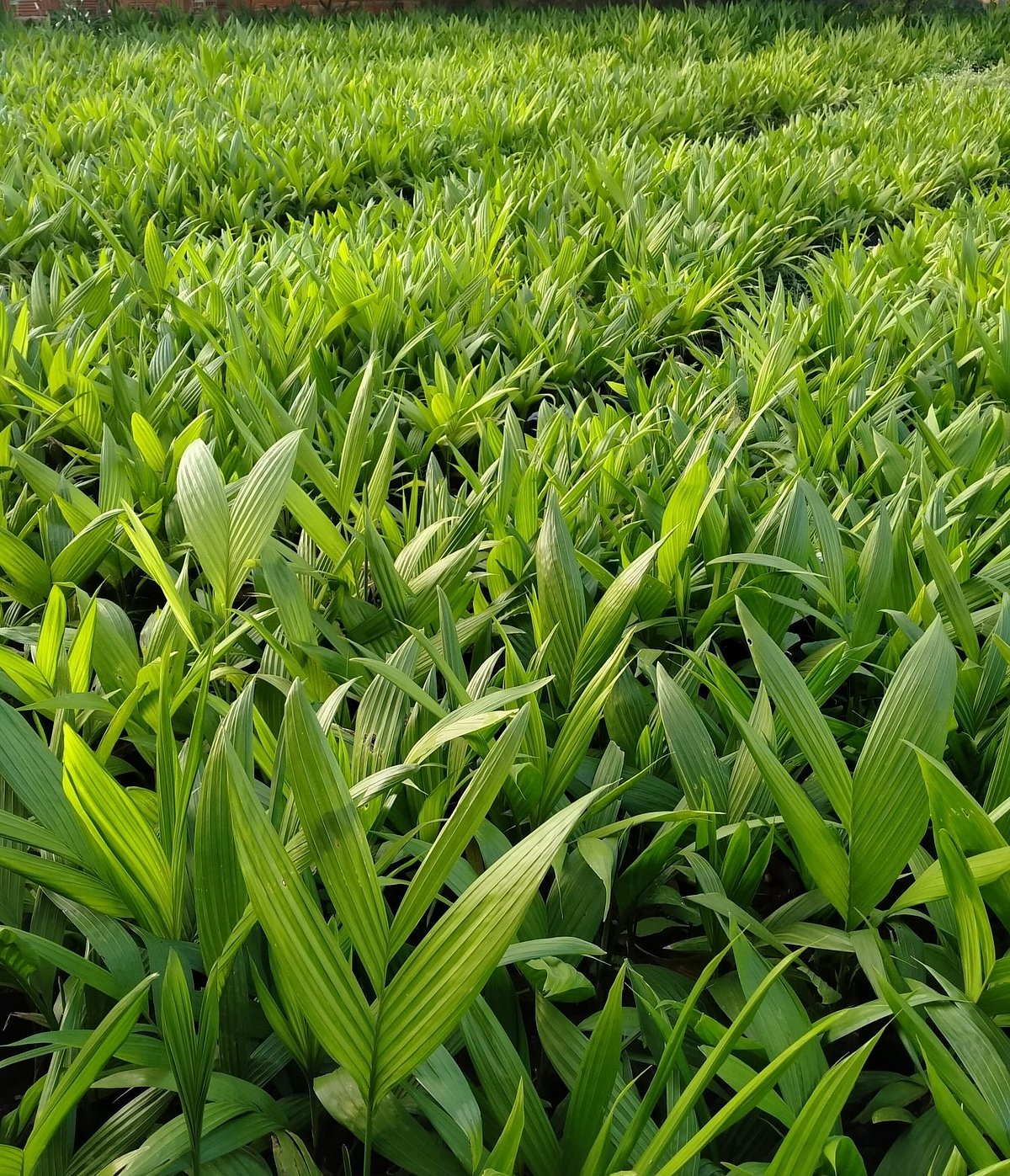 ಶಿರಸಿ: ಅಡಿಕೆ ಸಸಿಗಳಿಗೆ ಹೆಚ್ಚಿದ ಬೇಡಿಕೆ 