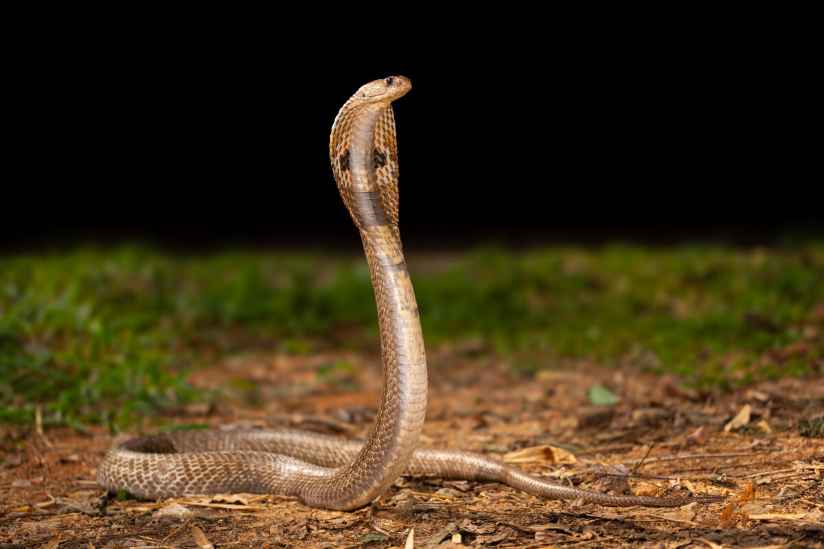 <div class="paragraphs"><p>ಚಿತ್ರ: ಪ್ರಜಾವಾಣಿ</p></div>