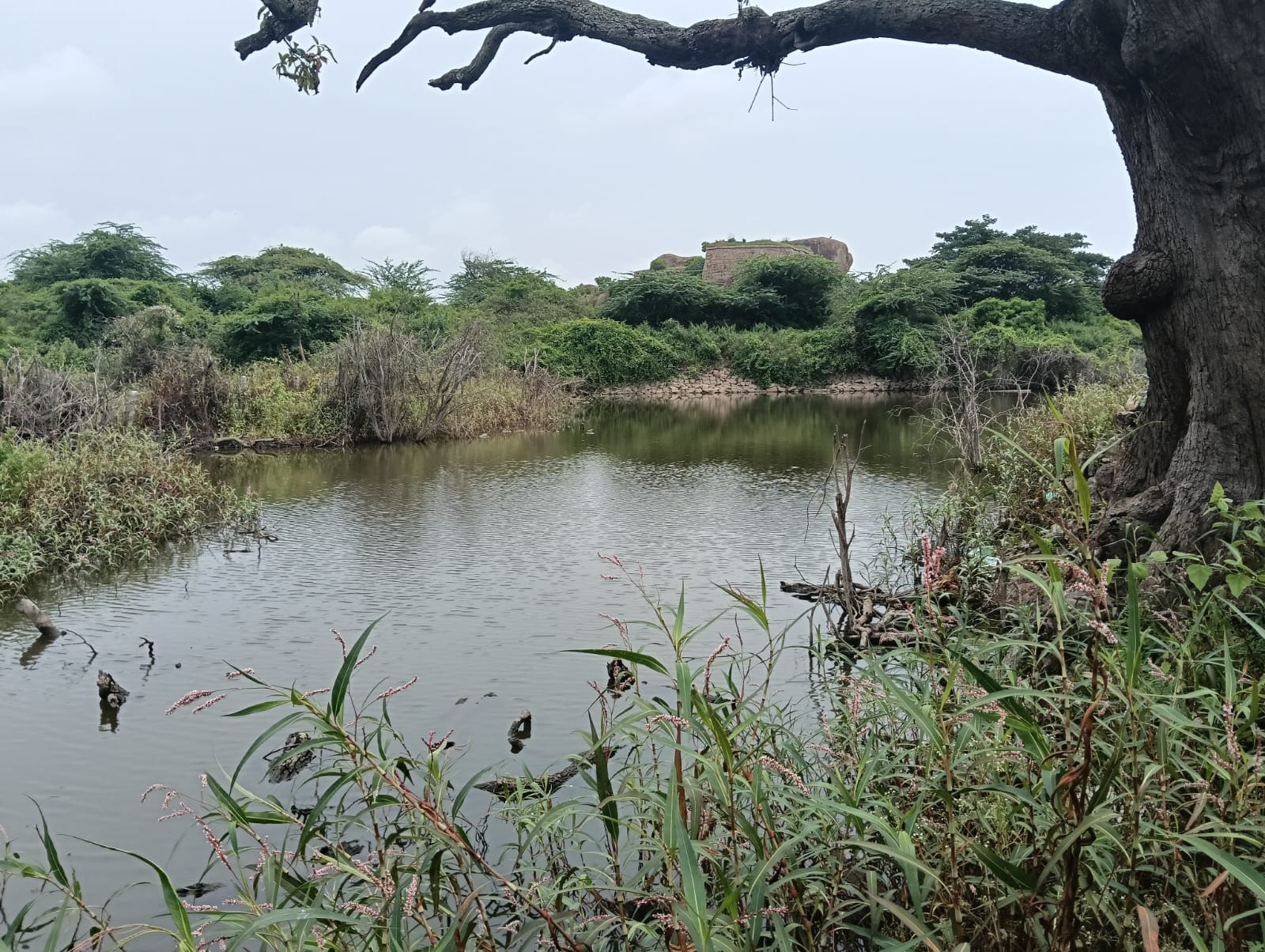 ಪಾಳು ಬಿದ್ದಿರುವ ಮೀನಿನ ಹೊಂಡ