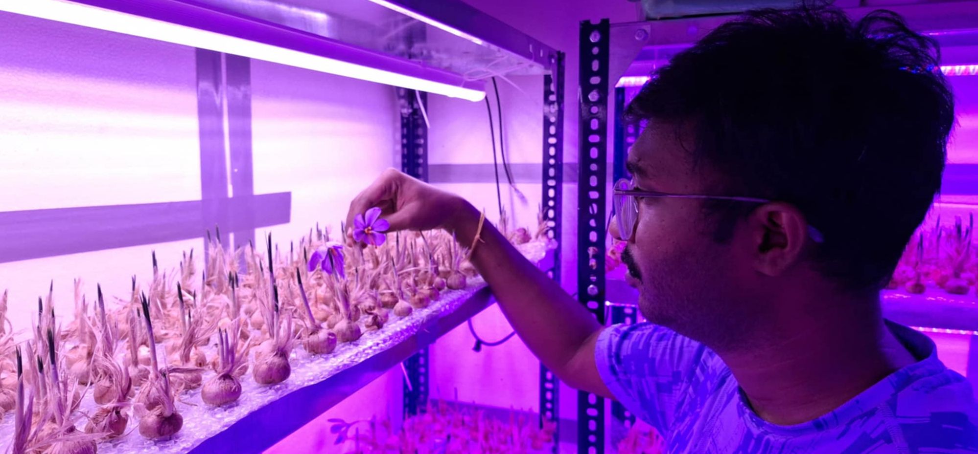 ರ‍್ಯಾಕ್‌ ಟ್ರೇಗಳ ಮೇಲಿನ ಗೆಡ್ಡೆಗಳಿಂದ ಹೂವು ಕೊಯ್ಲು ಮಾಡುತ್ತಿರುವ ಪವನ್‌