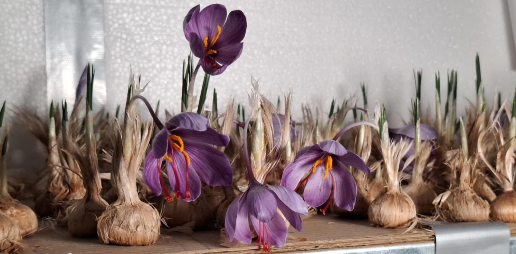 ಟ್ರೇಗಳ ಮೇಲಿನ ಗೆಡ್ಡೆಗಳಲ್ಲಿ ಅರಳಿದ ಕೇಸರಿ ಹೂವು