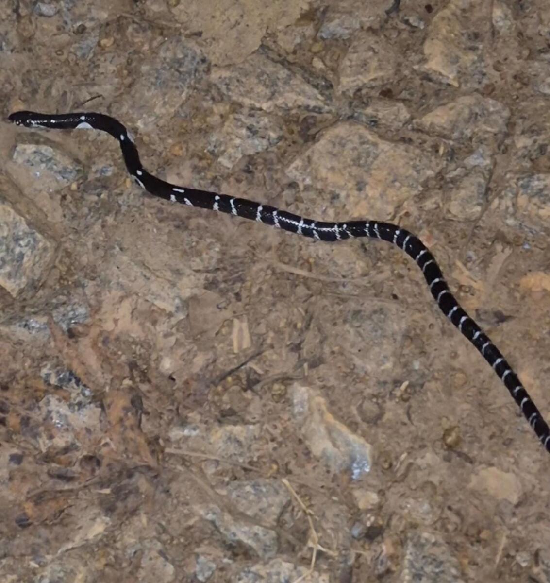 <div class="paragraphs"><p>ಚಿತ್ರ: ಪ್ರಜಾವಾಣಿ</p></div>