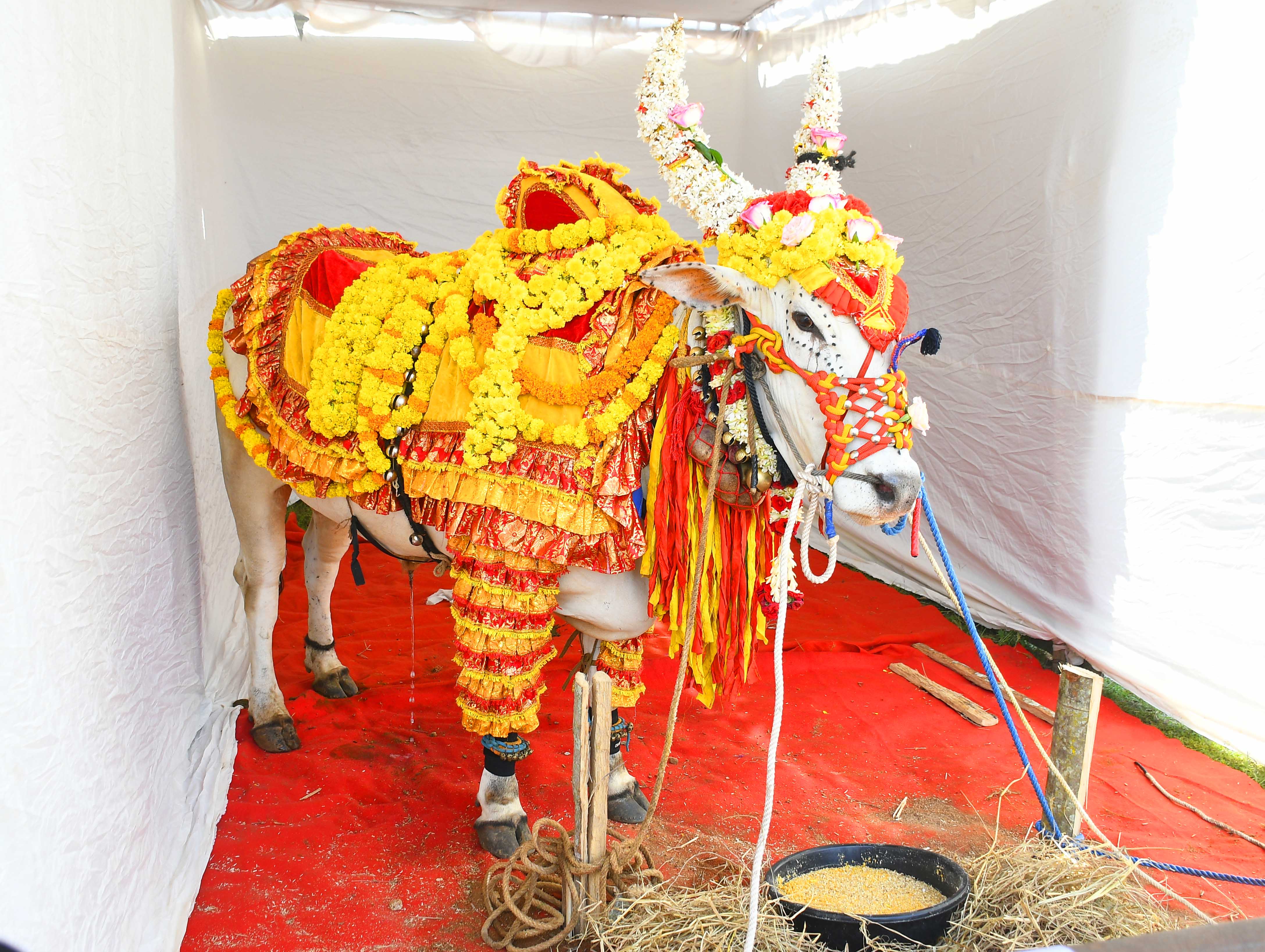 ಮೇಳದ ಆಕರ್ಷಣೆ ಅಮೃತಮಹಲ್ ತಳಿಯ ರಾಸು