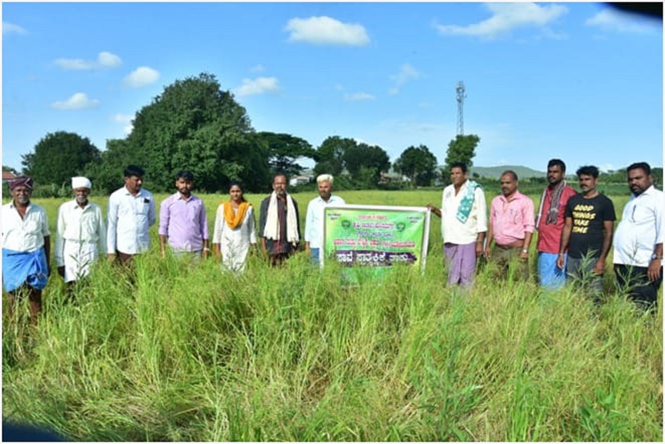 ಹೊಸದುರ್ಗದ ಜಮೀನೊಂದರಲ್ಲಿ ಕೃಷಿ ಇಲಾಖೆ ಸಿಬ್ಬಂದಿ ‘ಸಾವೆ ಪ್ರಾತ್ಯಕ್ಷಿಕೆ’ ನಡೆಸಿರುವುದು