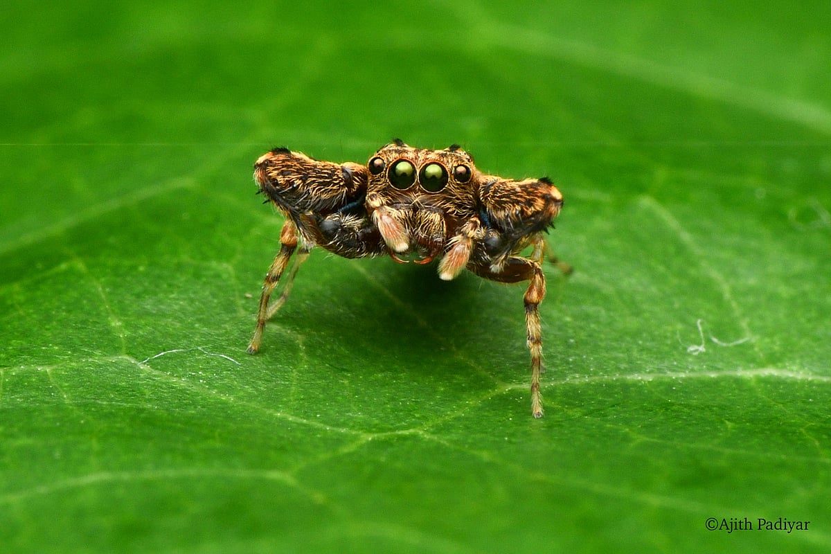 Biodiversity: ಮಧುಗುಂಡಿಯಲ್ಲಿ ‘ಪಿಲಿಯಾ’ ಪ್ರಭೇದದ ಅಪರೂಪದ ಜೇಡ ಗೋಚರ