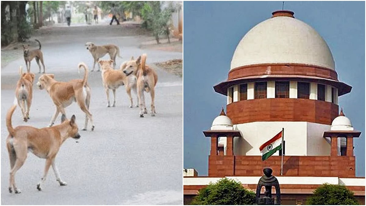 ಬೀದಿ ನಾಯಿಗಳನ್ನು ನಿಗದಿಪಡಿಸಿದ ಆಶ್ರಯತಾಣಗಳಿಗೆ ಸ್ಥಳಾಂತರಿಸಿ: SC ನಿರ್ದೇಶನ