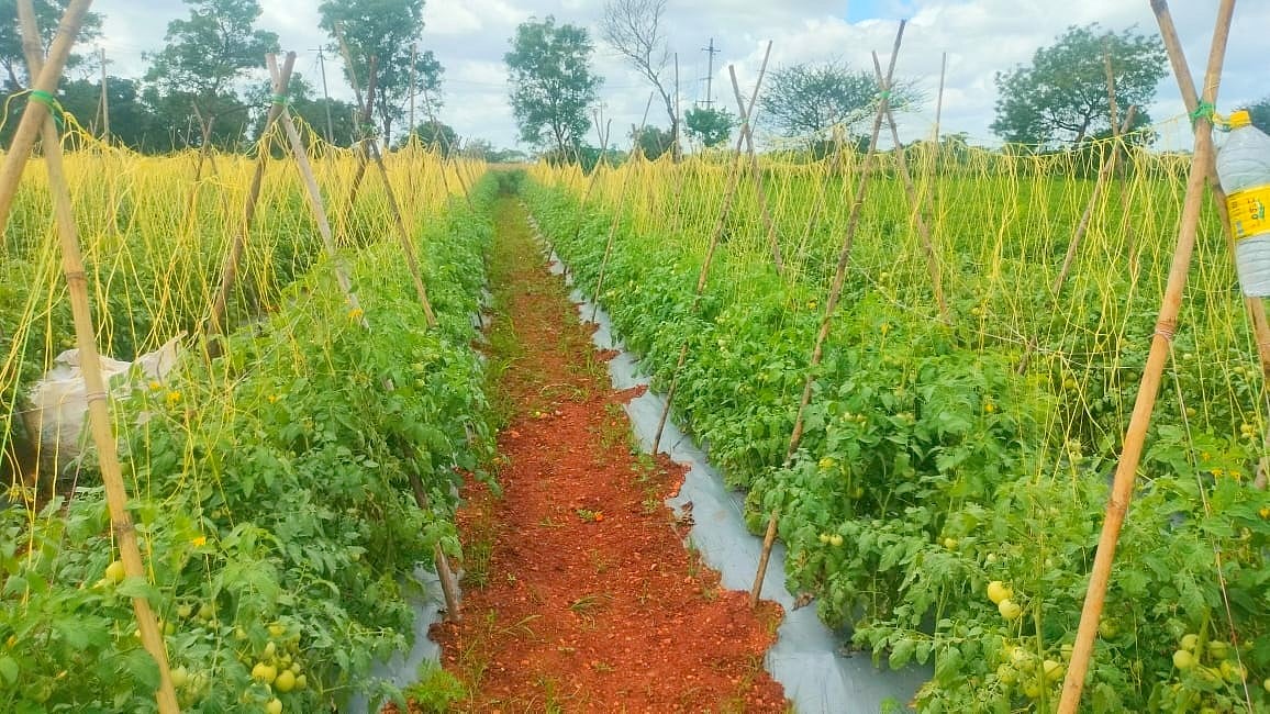 ಲಕ್ಷ್ಮೇಶ್ವರ: ರೈತನಿಗೆ ಆದಾಯ ತರುವ ತರಕಾರಿ ಕೃಷಿ