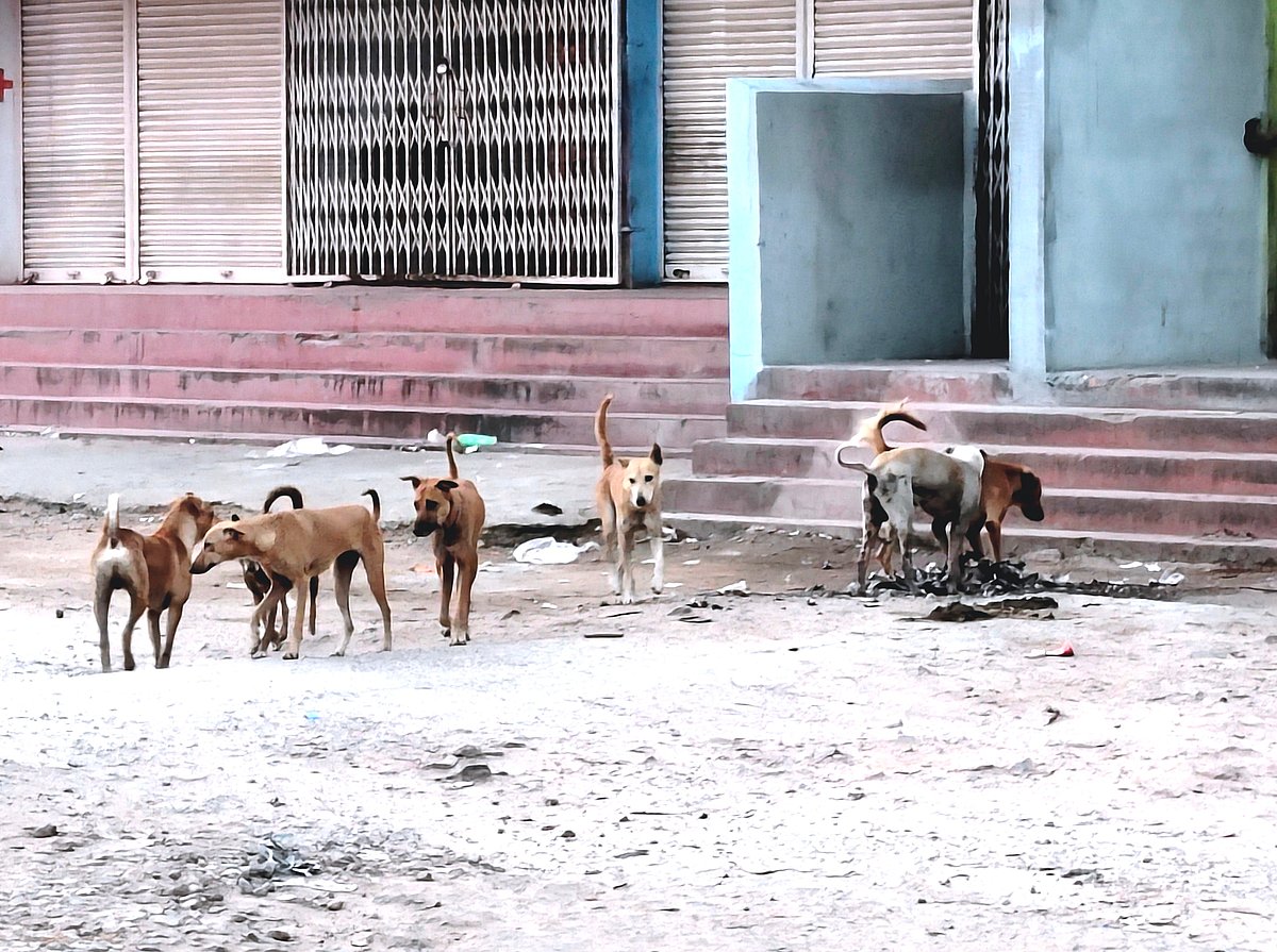 ಅರಕೇರಾ: ಬೀದಿ ನಾಯಿಗಳ ಹಾವಳಿಗೆ ಬೇಸತ್ತ ಜನ