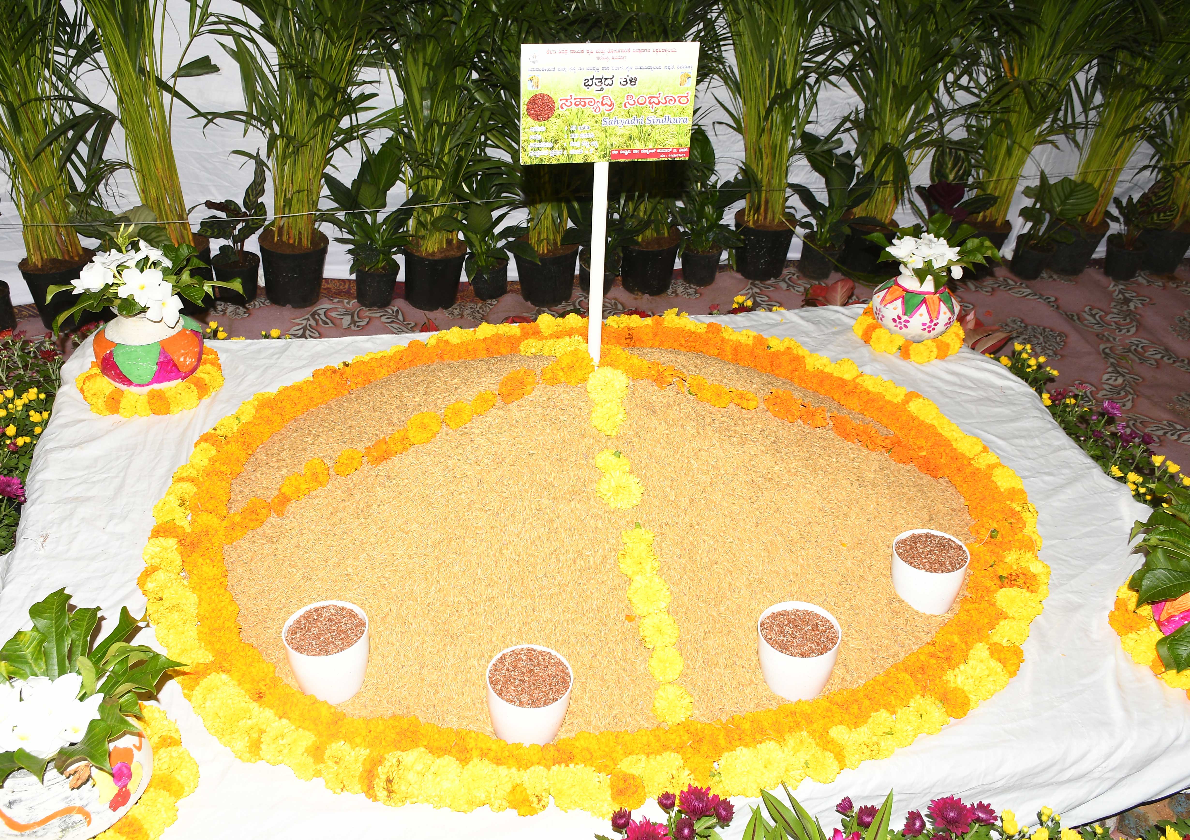 ಕೆಳದಿ ಶಿವಪ್ಪ ನಾಯಕ ಕೃಷಿ ಮತ್ತು ತೋಟಗಾರಿಕೆ ವಿಶ್ವವಿದ್ಯಾಲಯ ಬಿಡುಗಡೆ ಮಾಡಿರುವ ಸಹ್ಯಾದ್ರಿ ಸಿಂಧೂರ ಭತ್ತದ ತಳಿಯನ್ನು ಮೇಳದಲ್ಲಿ ಪ್ರದರ್ಶನಕ್ಕೆ ಇಟ್ಟಿರುವುದು 