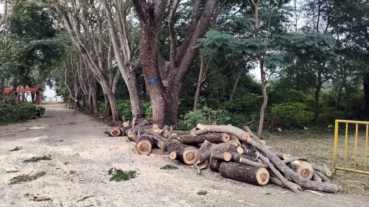 ಶಿಕಾರಿಪುರದ ಸರ್ಕಾರಿ ಪದವಿ ಕಾಲೇಜು ಆವರಣದಲ್ಲಿ ಯಾವುದೇ ತೊಂದರೆ ಕೊಡದ ಮರಗಳ ದೊಡ್ಡ ಬುಡಗಳನ್ನೇ ಕಡಿದಿರುವುದು