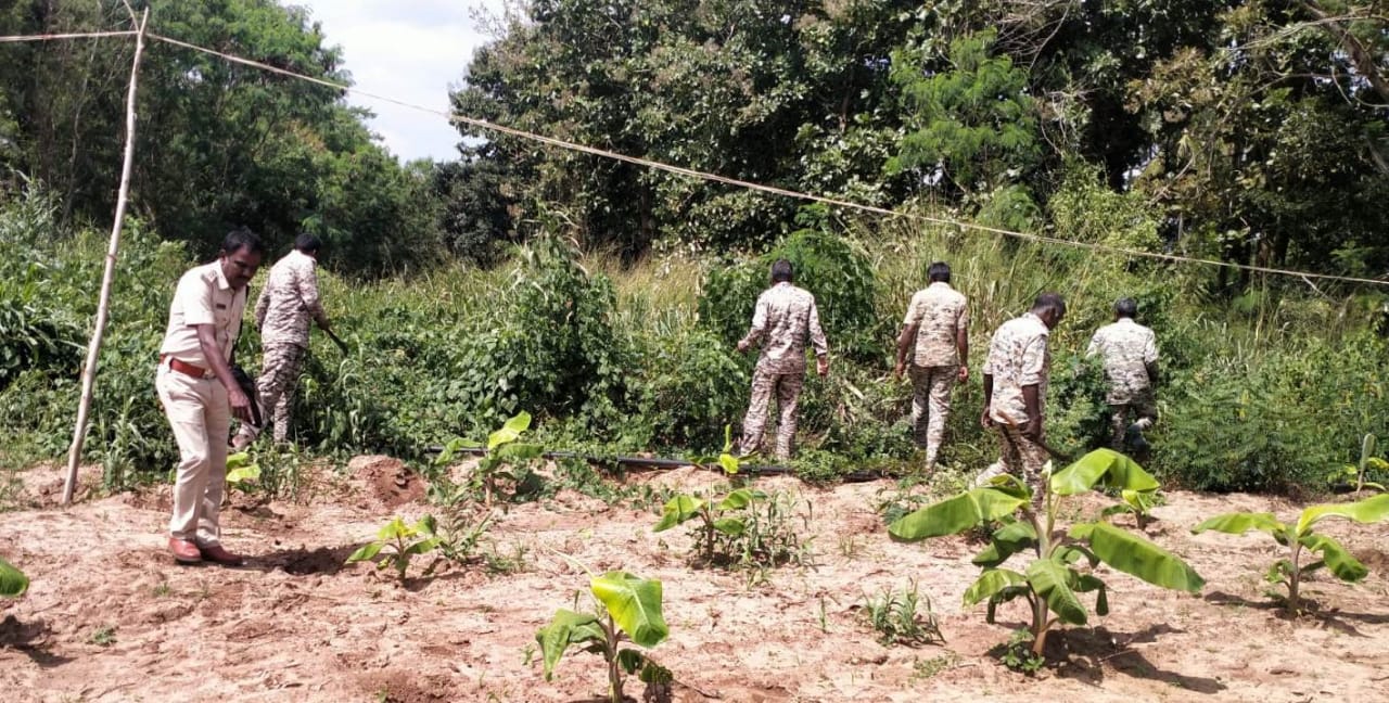 ಅರಣ್ಯ ಇಲಾಖೆ ಸಿಬ್ಬಂದಿ ಕಾರ್ಯಾಚರಣೆಯಲ್ಲಿ ತೊಡಗಿರುವುದು
