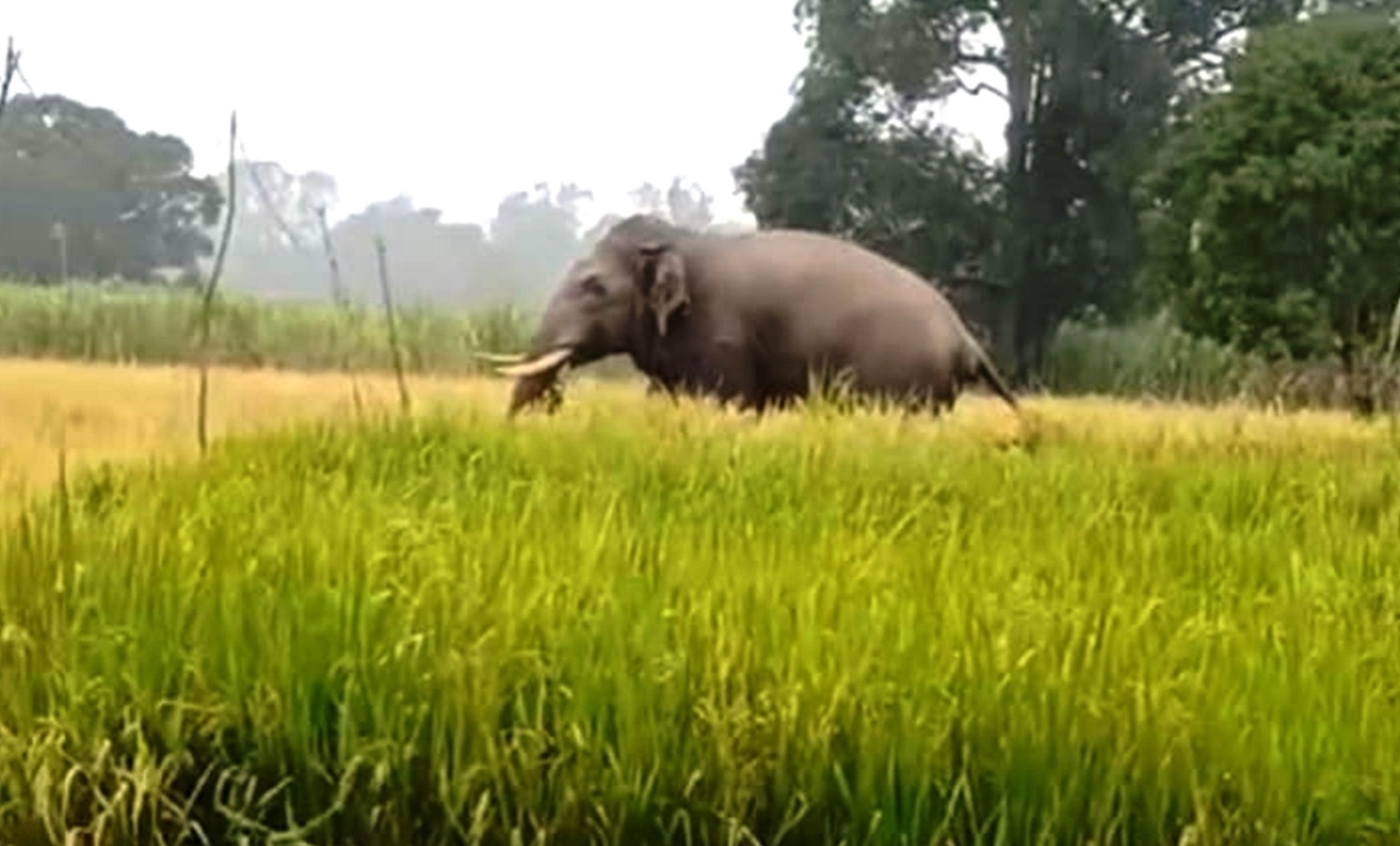 ಖಾನಾಪುರ ತಾಲ್ಲೂಕು ಮಾಚಾಳಿ ಭಾಗದ ಭತ್ತದ ಗದ್ದೆಯಲ್ಲಿ ಮಹಾರಾಷ್ಟ್ರದ ಆನೆ (ಸಂಗ್ರಹ ಚಿತ್ರ