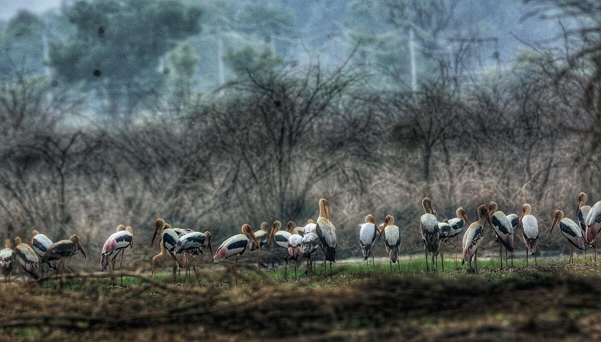ದೊಡ್ಡಮಾಲೂರು ಕೆರೆ: ಬಹುರೂಪಿ ಪಕ್ಷಿಗಳ ವಿಸ್ಮಯಲೋಕ