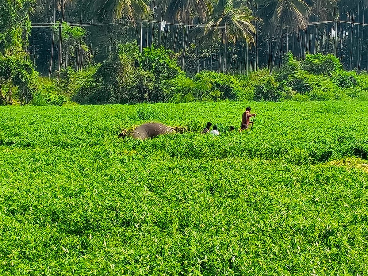 ಅರ್ಕಾವತಿ ನದಿಯ ಹಾರೋಬೆಲೆ ಜಲಾಶಯದ ಹಿನ್ನೀರಿನಲ್ಲಿ ಮುಳುಗಿ 2 ಕಾಡಾನೆ ಸಾವು