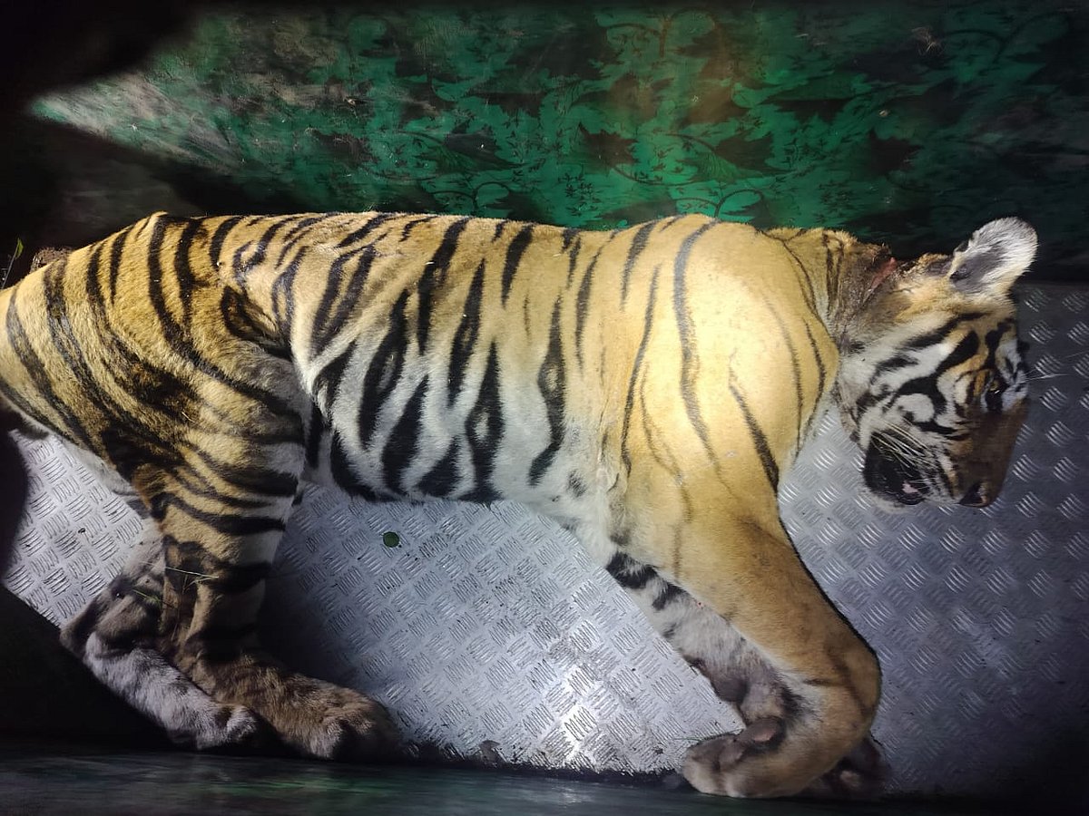 ಸರಗೂರು: ಜನರ ಮೇಲೆ ಪದೆ ಪದೇ ದಾಳಿ ಮಾಡುತ್ತಿದ್ದ ಹುಲಿ ಸೆರೆ