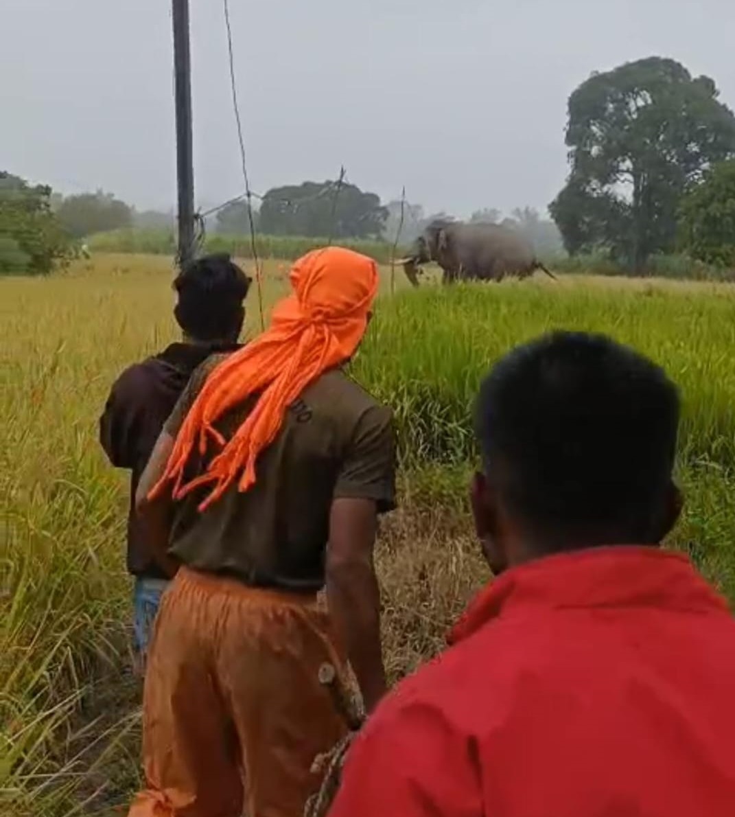 ಕಾಡಾನೆಯೊಂದು ಖಾನಾಪುರ ತಾಲ್ಲೂಕು ಘಷ್ಟೊಳ್ಳಿ ಭಾಗದ ಕೃಷಿ ಜಮೀನುಗಳಲ್ಲಿ ಸಂಚರಿಸಿದ ಆನೆ