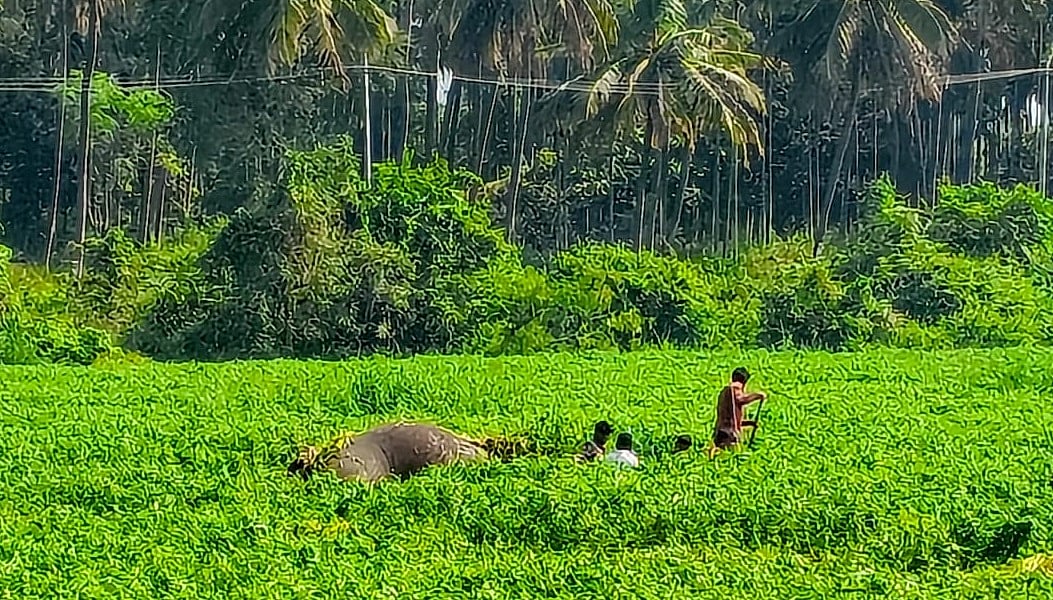 ಕಾಡಾನೆ ಸಾವು: ವರದಿಗೆ ಸೂಚನೆ