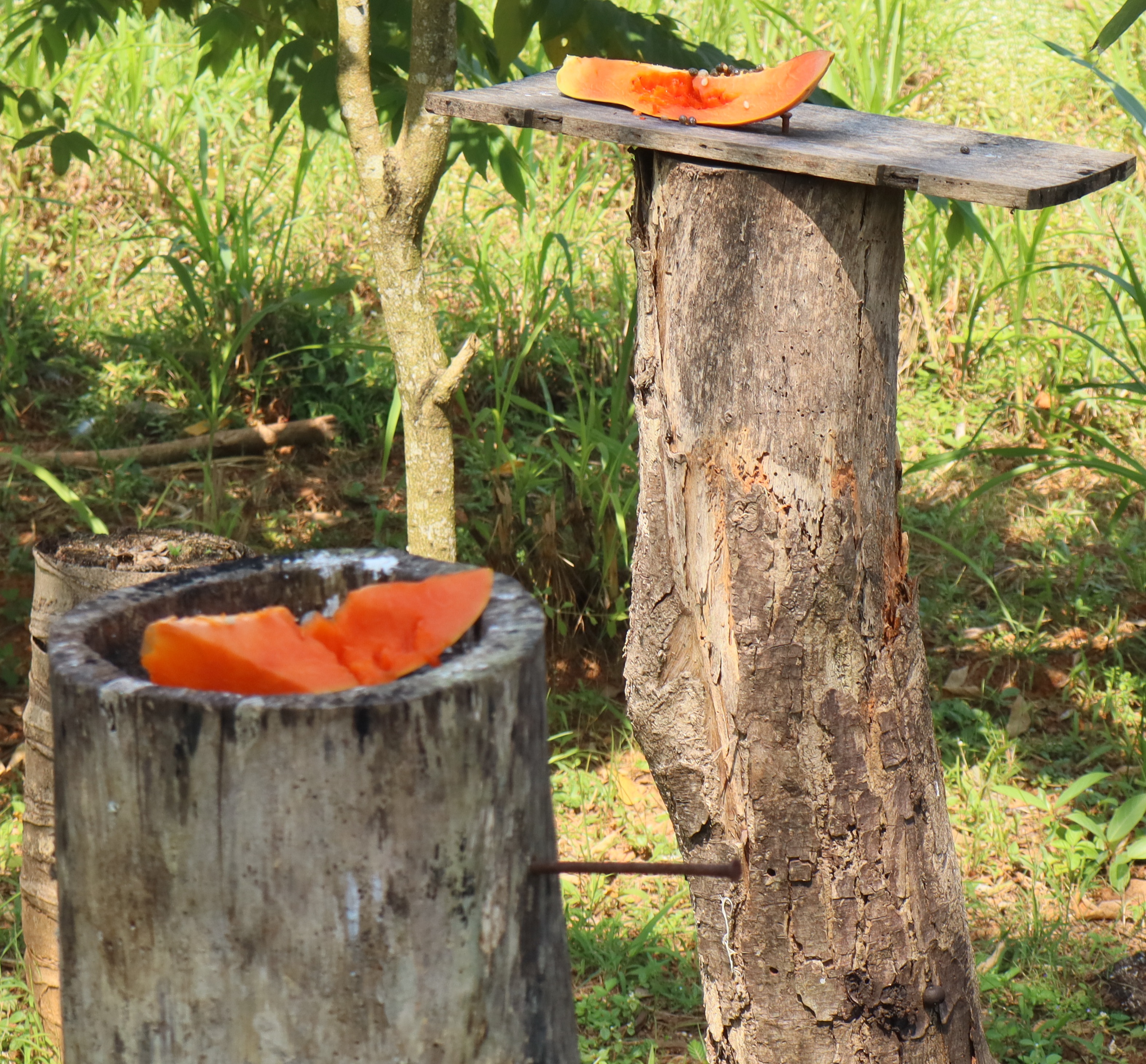 ಹಕ್ಕಿಗಳಿಗೆ ಹಣ್ಣು ಇರಿಸಿರುವುದು