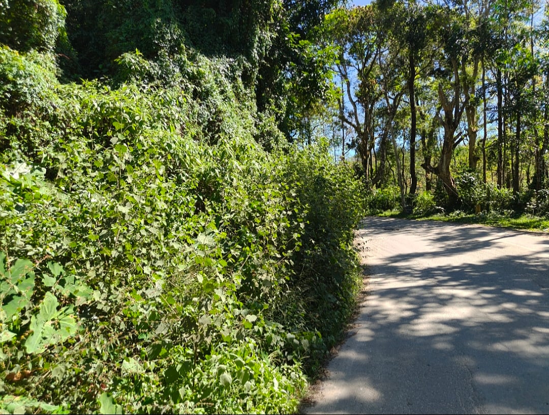 ಆಲ್ದೂರು: ರಸ್ತೆ ಬದಿಯಲ್ಲಿ ಕೋಳಿ ಕಸ ಸಂಗ್ರಹ