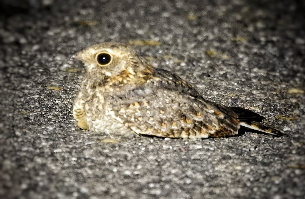 ವಿಜಯನಗರ: ಅಪರೂಪದ ನಿಶಾಚರ ಪಕ್ಷಿ 'ನೈಟ್‌ಜಾರ್' ದರೋಜಿ ಬಳಿ ಗೋಚರ