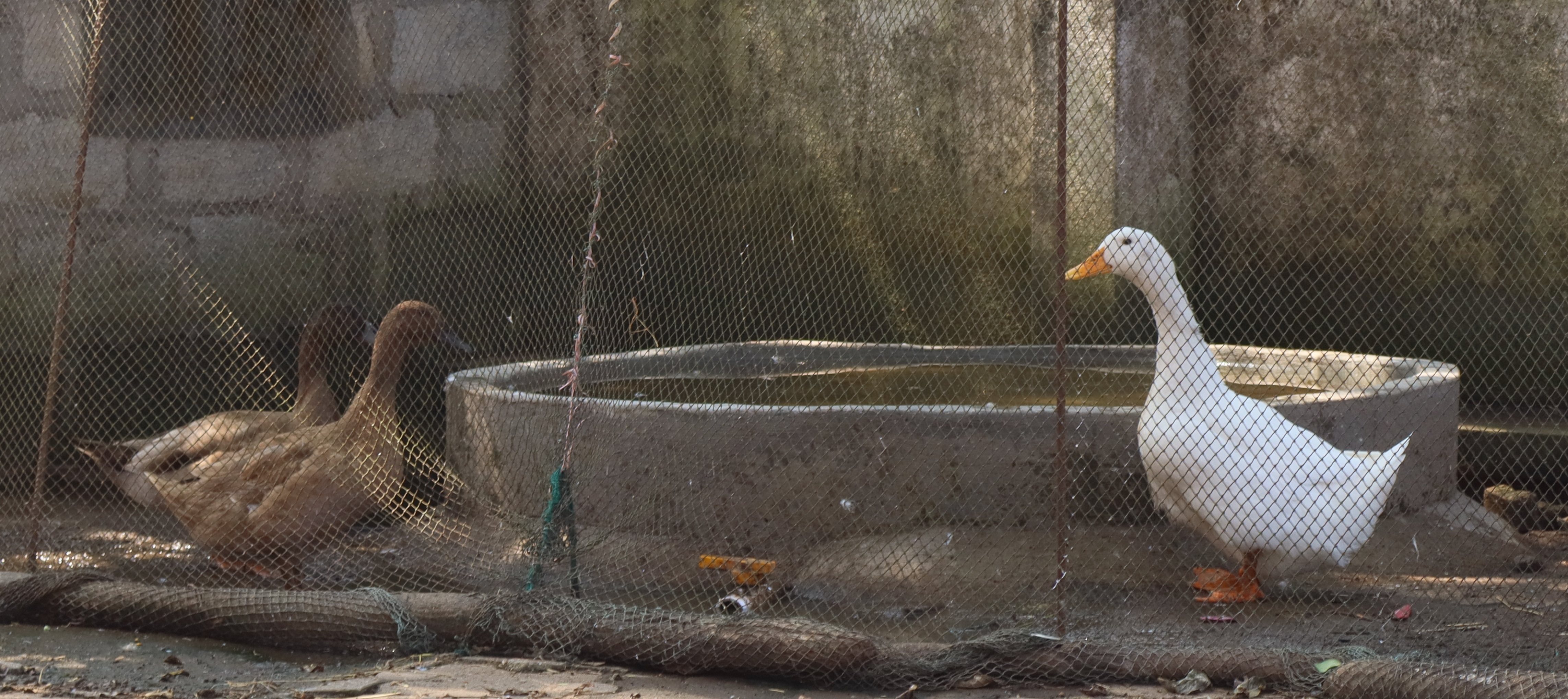 ಬಾತುಕೋಳಿಗಳು