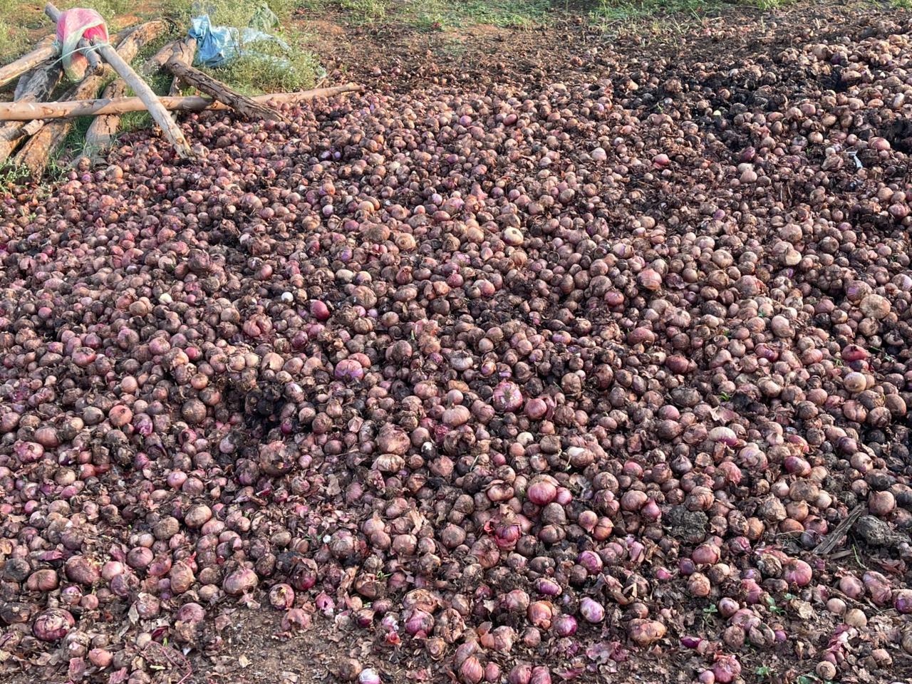 ಈರುಳ್ಳಿಯ ಗುಣಮಟ್ಟ ಹಾಳಾಗಿರುವುದು