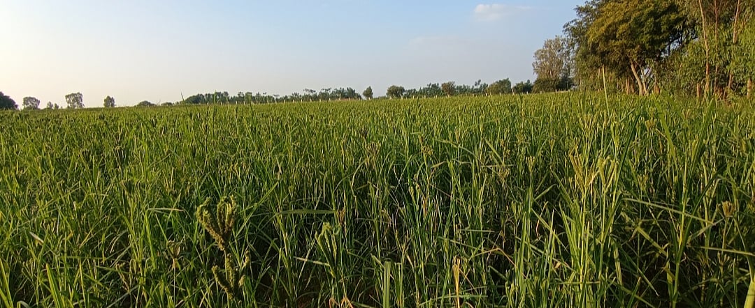 ವೇಮಗಲ್ | ಉತ್ತಮ ಮಳೆ: ಸಮೃದ್ಧ ರಾಗಿ ಬೆಳೆ  