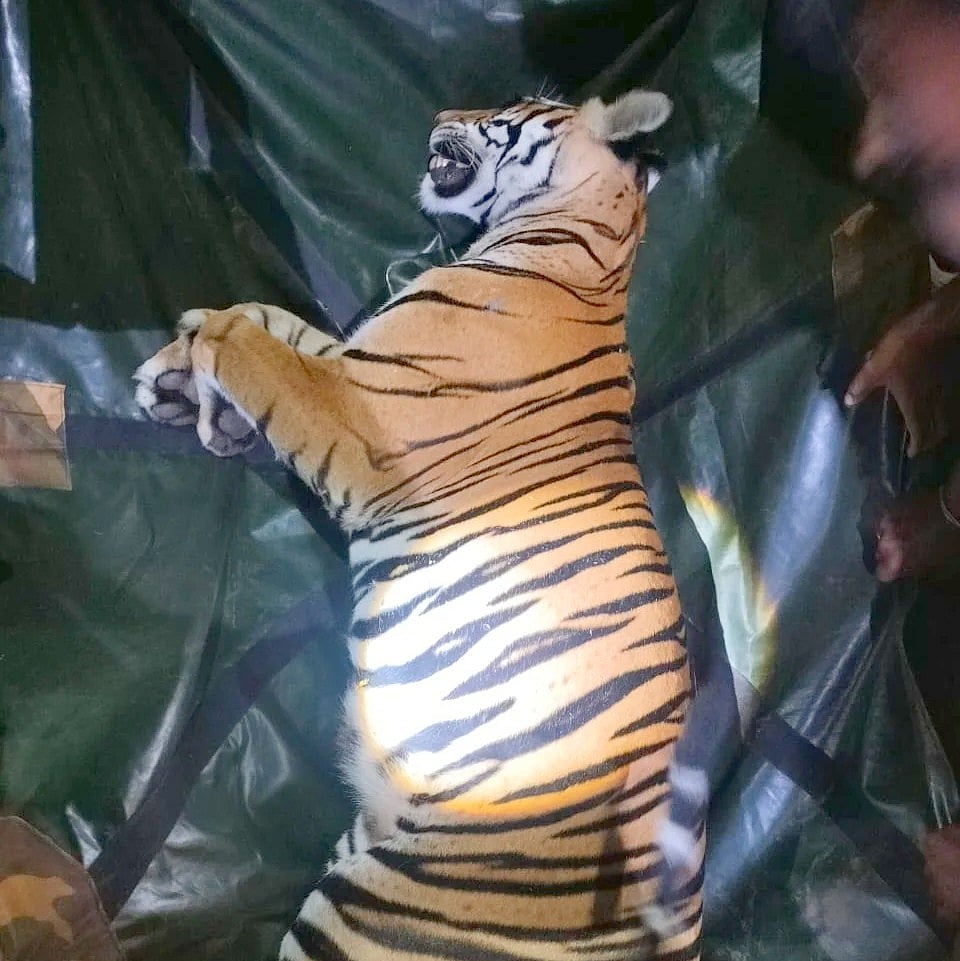 ಗುಂಡ್ಲುಪೇಟೆ: ಪಡಗೂರು ಬಳಿ ನಾಲ್ಕು ವರ್ಷದ ಹೆಣ್ಣು ಹುಲಿ ಸೆರೆ– 3 ಮರಿಗಳ ರಕ್ಷಣೆ