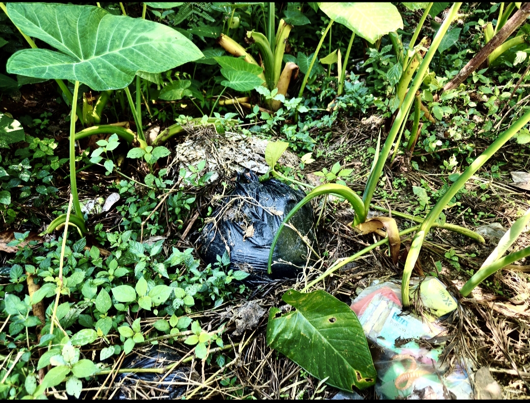 ಆಲ್ದೂರು ಪಂಚಾಯಿತಿ ವ್ಯಾಪ್ತಿಯ ಹೊಸಳ್ಳಿ–ಯಲಗುಡಿ ರಸ್ತೆ ಬದಿಯಲ್ಲಿ ಮೂಟೆಗಳಲ್ಲಿ ಸುರಿದಿರುವ ಕೋಳಿ ಕಸ 