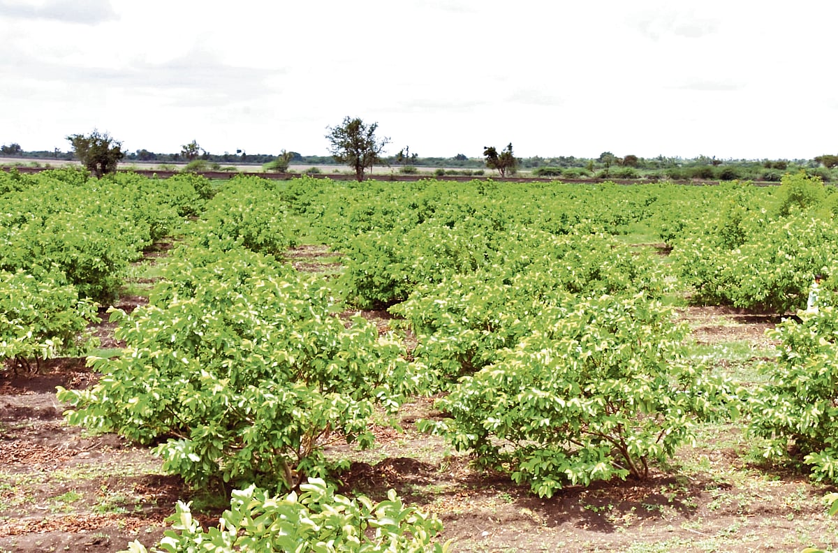 ಜಿಕೆವಿಕೆ: ವನ ವಿಜ್ಞಾನ ಕೇಂದ್ರ ಆರಂಭ
