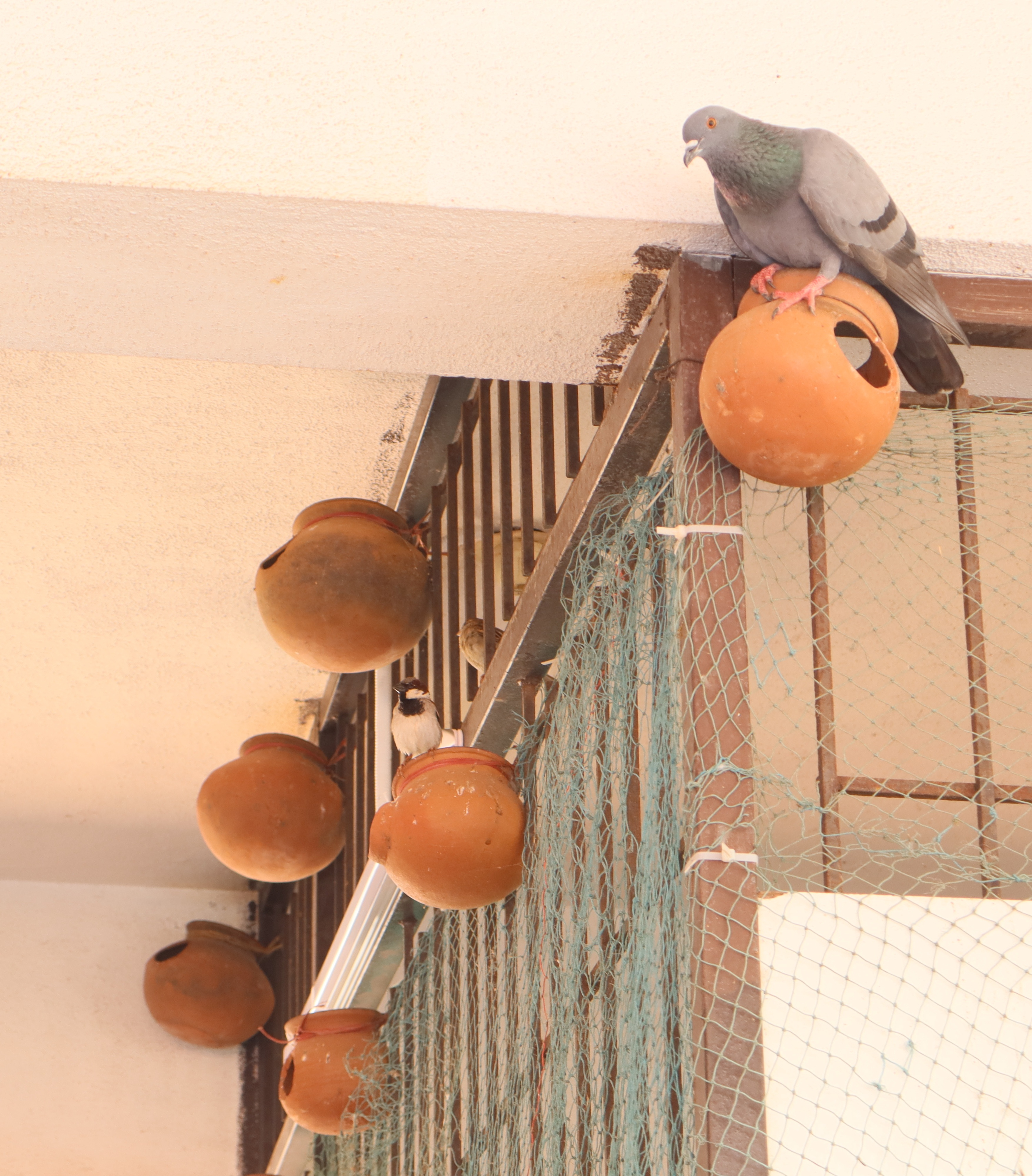 ಗುಬ್ಬಚ್ಚಿ ಗೂಡು