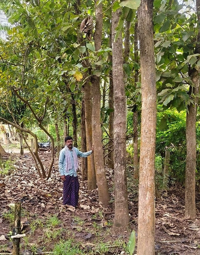 ಹಾನಗಲ್| ಮರಗಳ ಕಟಾವು: ಪರವಾನಗಿಗೆ ರೈತರ ಅಲೆದಾಟ; ನಿಯಮ ತಿದ್ದುಪಡಿಗೆ ಒತ್ತಾಯ
