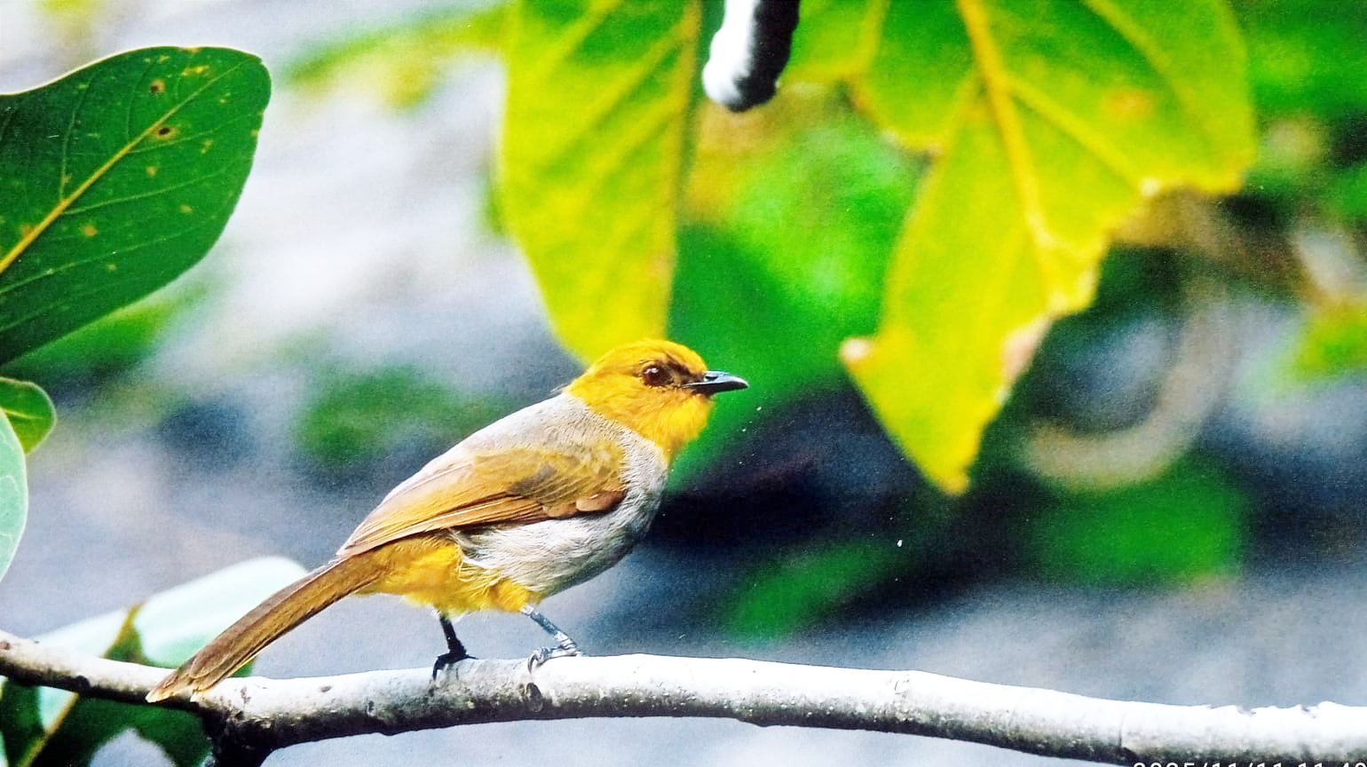 ಹಳದಿ ಕೊರಳಿನ ಬುಲ್ ಬುಲ್‌.... ಚಿತ್ರ: ಜಿ.ವಿ.ಆನಂದಮೂರ್ತಿ