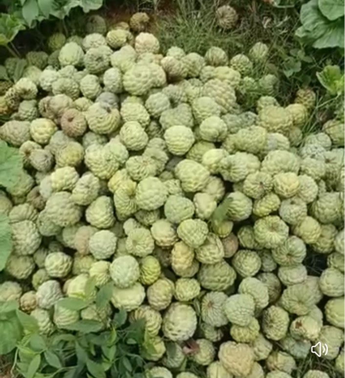 ತನಿಮಡಗು ಗ್ರಾಮದಲ್ಲಿ ಮಾರಾಟಕ್ಕೆ ಸಂಗ್ರಹಿಸಿರುವ ಸೀತಾಫಲ ಹಣ್ಣು 