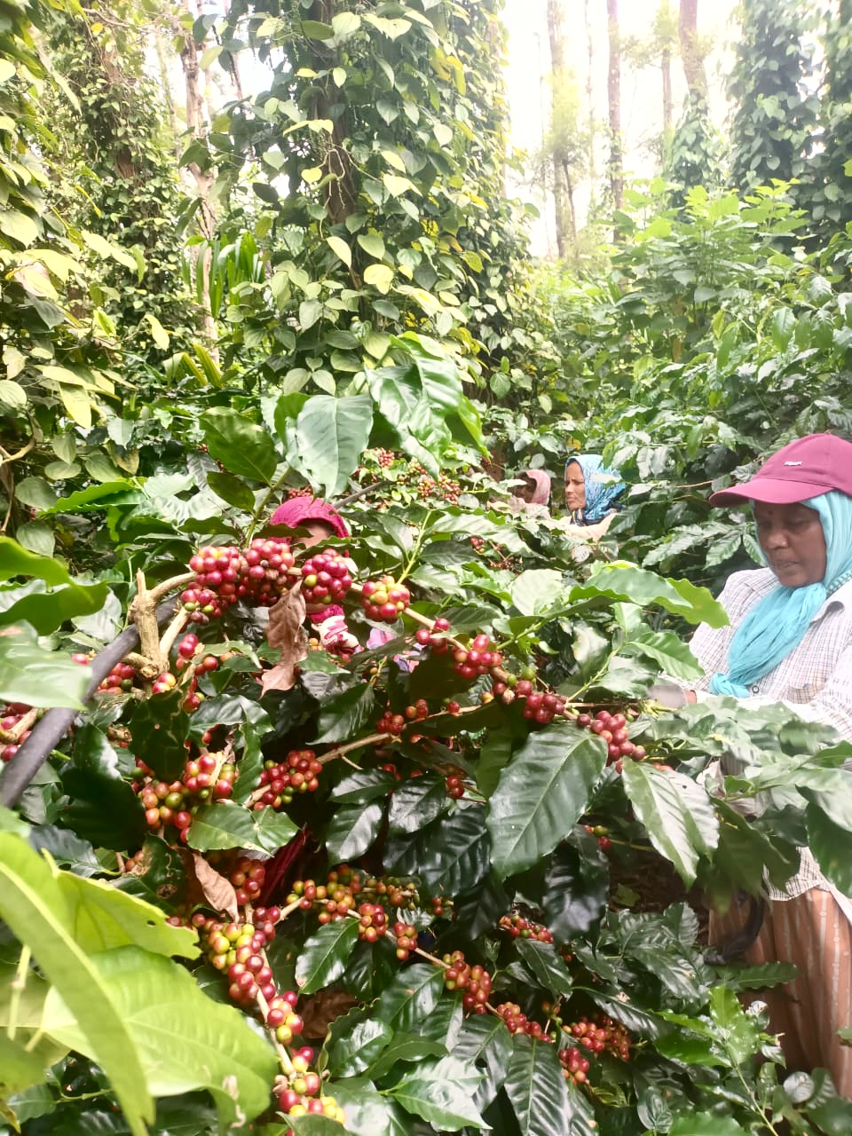 ಕಾಫಿ ಕೊಯ್ಲು ಮಾಡುತ್ತಿರುವ ಮಹಿಳಾ ಕಾರ್ಮಿಕರು