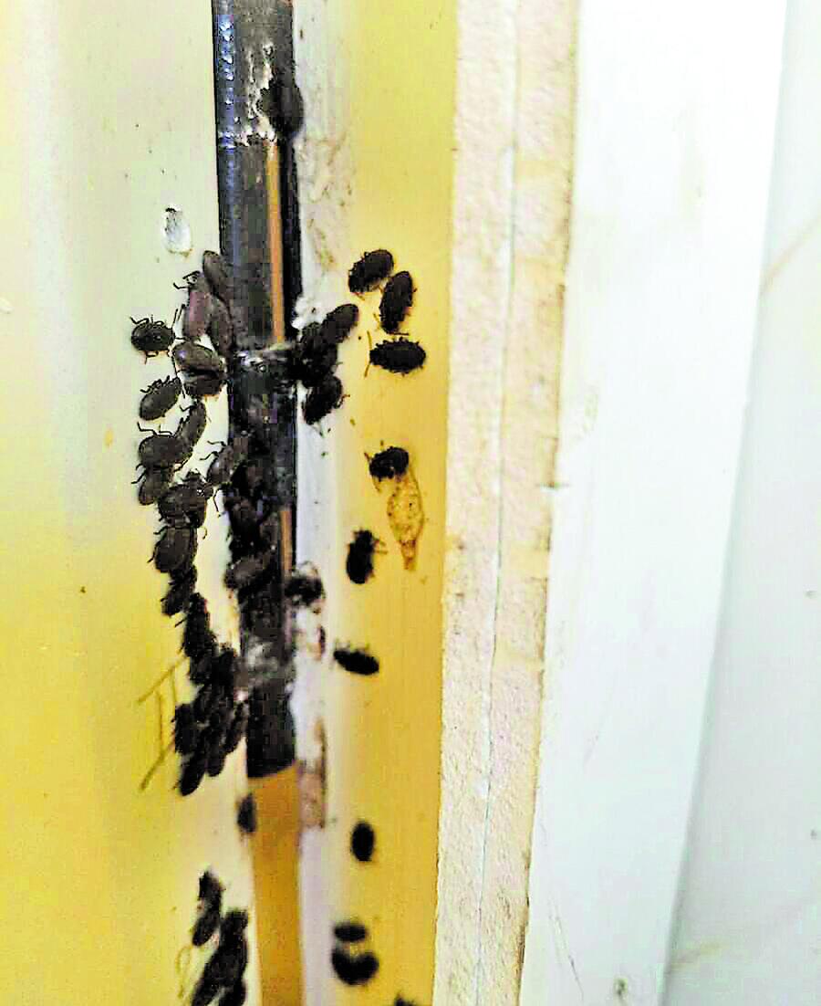 ಶೌಚಾಲಯದಲ್ಲಿ ಹುಳುಗಳ ರಾಶಿ 