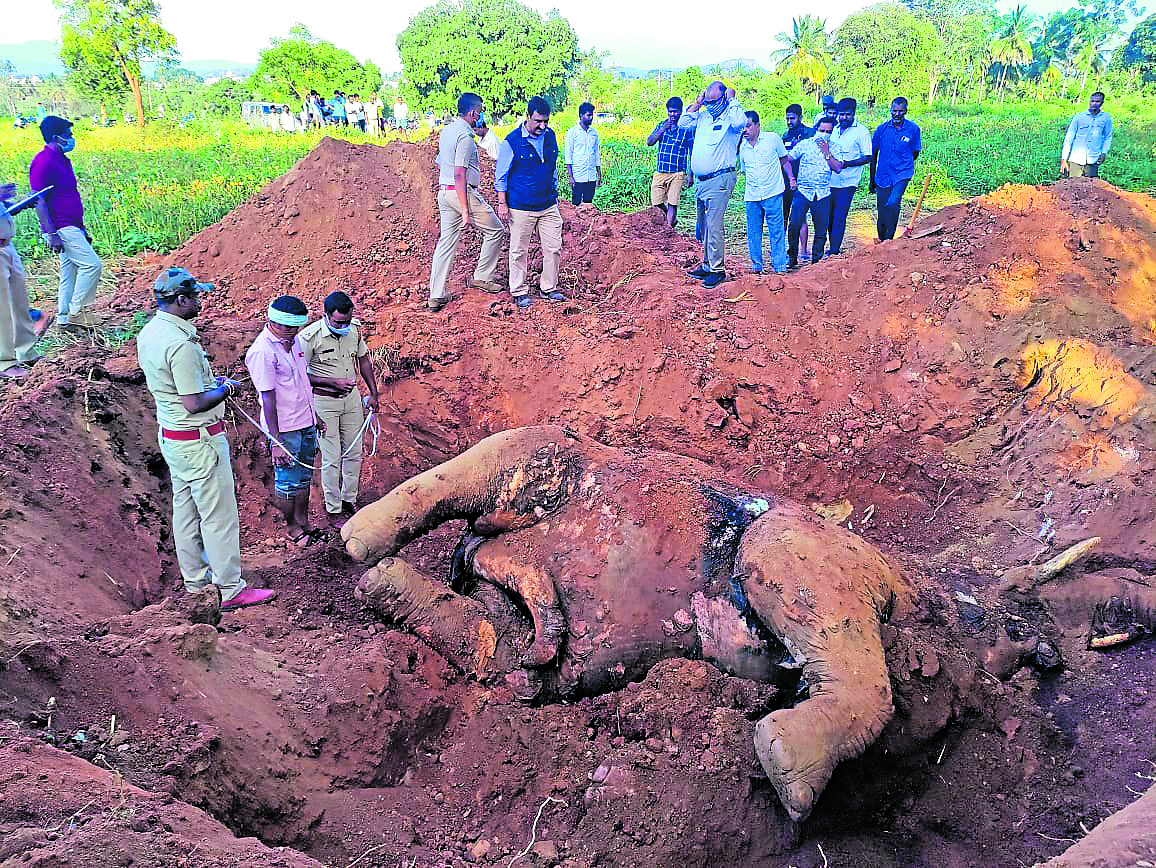 ಕನಕಪುರ ತಾಲ್ಲೂಕಿನ ಸಂತೆಕೋಡಿಹಳ್ಳಿಯ ಜಮೀನಿನಲ್ಲಿ ವಿದ್ಯುತ್ ಪ್ರವಹಿಸಿ ಮೃತಪಟ್ಟಿದ್ದ ಕಾಡಾನೆಯ ಕಳೇಬರವನ್ನು ಅರಣ್ಯ ಇಲಾಖೆ ಅಧಿಕಾರಿಗಳು ಪರಿಶೀಲಿಸಿದರು