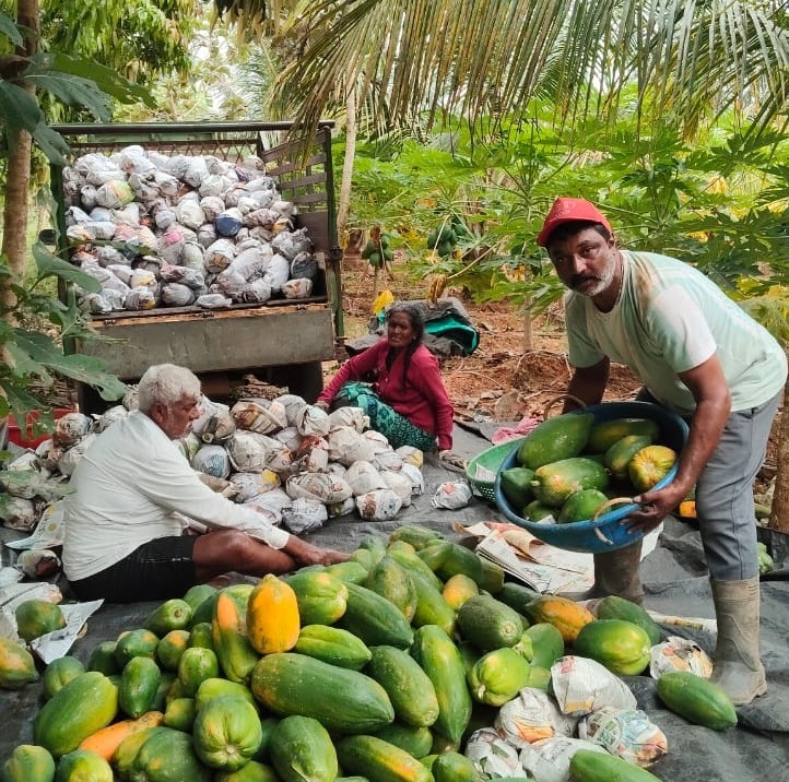 ಪ್ರಗತಿಪರ ರೈತ ಶ್ರೀನಿವಾಸ್‌ ಬೆಳೆದ ಪಪ್ಪಾಯ ಮಾರುಕಟ್ಟೆಗೆ ಸಾಗಿಸಲು ಸಿದ್ದಗೊಳಿಸುತ್ತಿದ್ದಾರೆ.